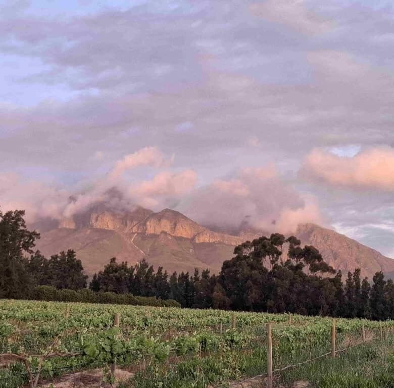 Wine & Olive Estate in Wellington, Western Cape, South Africa with scenic mountain views and lush vi.