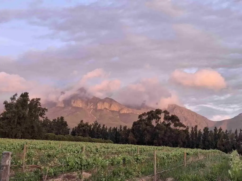 Wine & Olive Estate in Wellington, Western Cape, South Africa with scenic mountain views and lush vi.