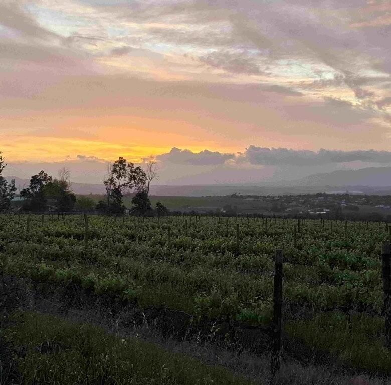 Scenic view of Mont du Toit Wine & Olive Estate at sunset in Wellington, Western Cape.