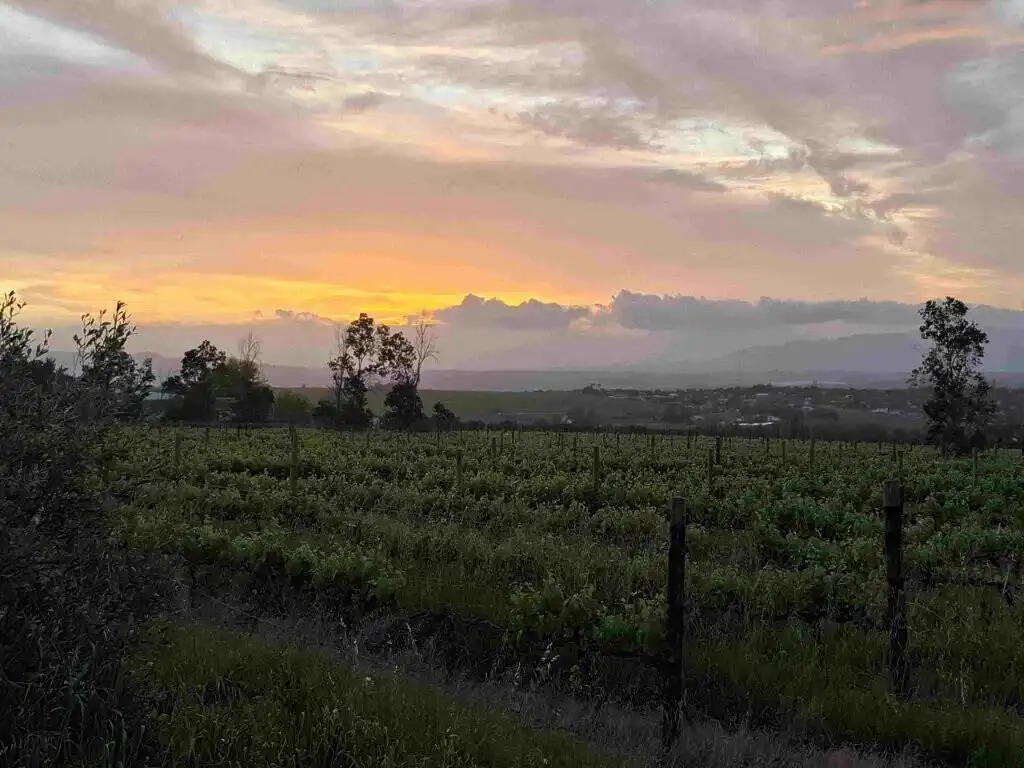 Scenic view of Mont du Toit Wine & Olive Estate at sunset in Wellington, Western Cape.