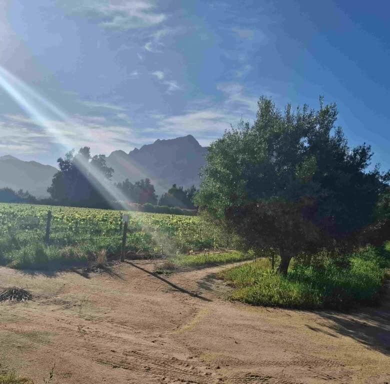 Wine and olive estate in Wellington, Western Cape, South Africa.