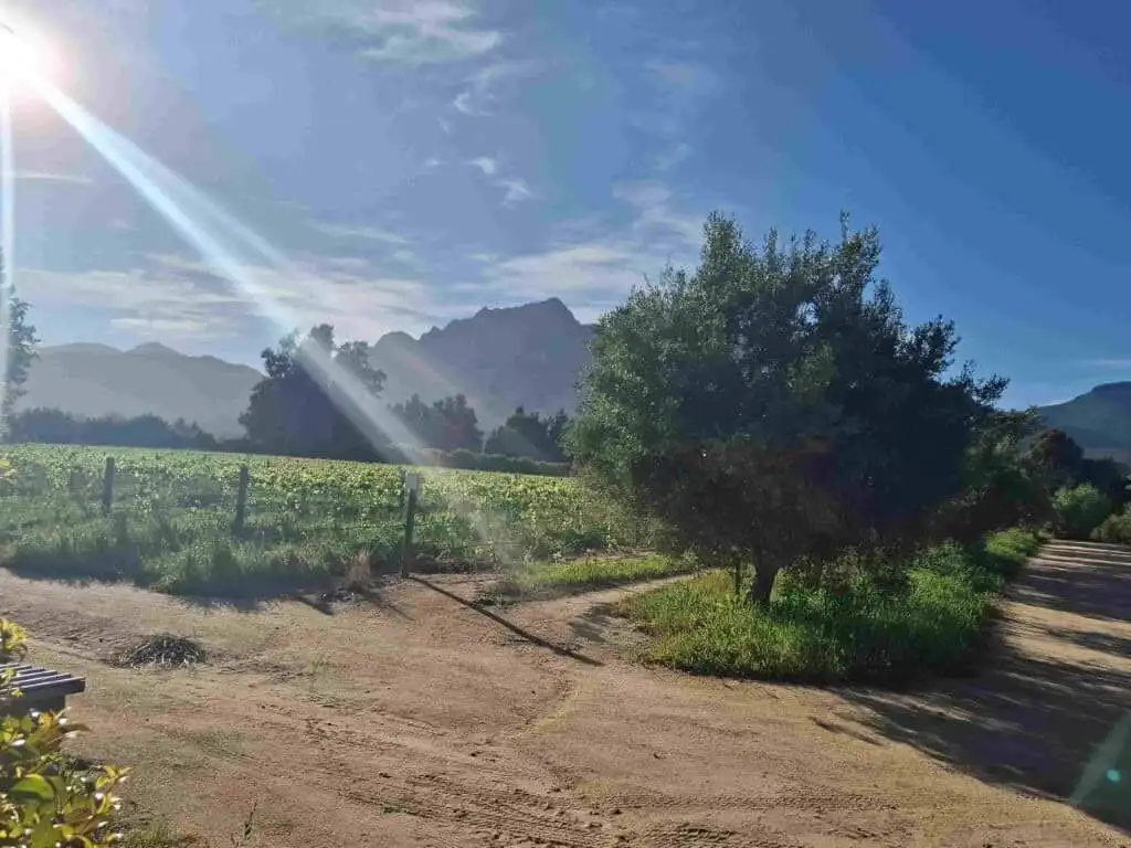 Wine and olive estate in Wellington, Western Cape, South Africa.