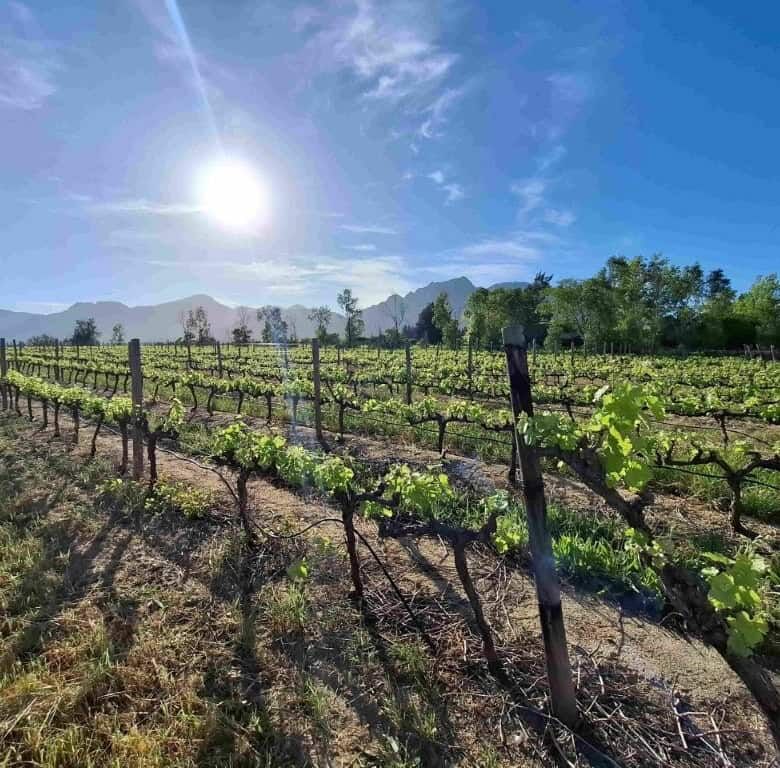 Wine and olive estate with lush vineyards in Wellington, Western Cape, under a bright sun.