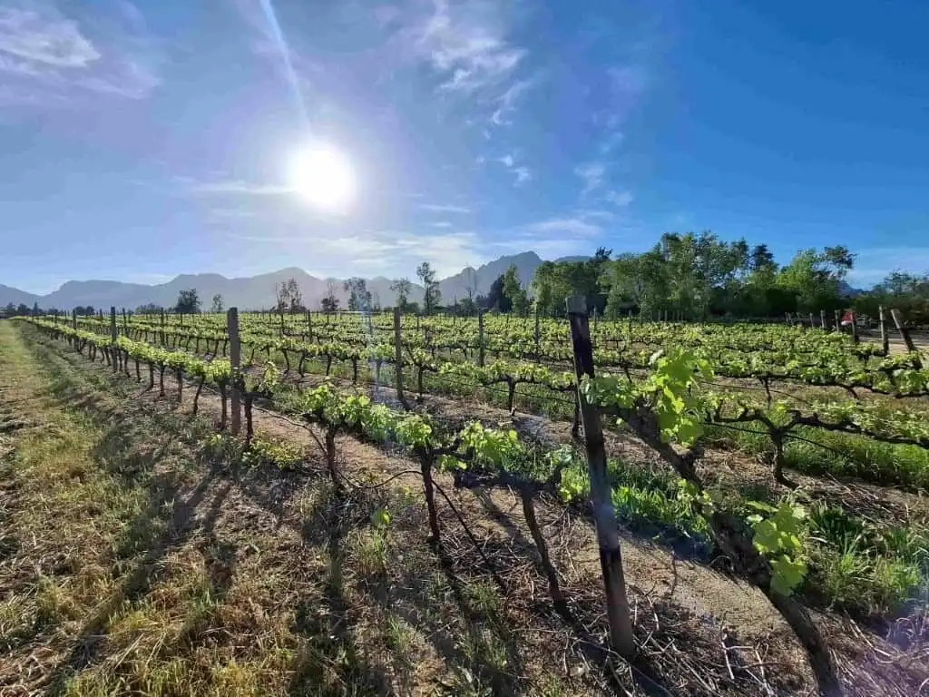 Wine and olive estate with lush vineyards in Wellington, Western Cape, under a bright sun.
