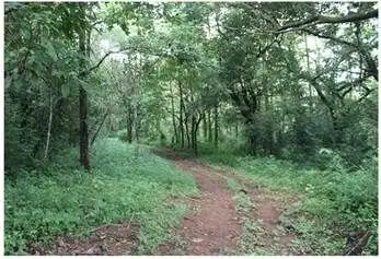 Beautiful 4-hectare land for sale in Playa Las Lajas Toledo, ideal for development or investment.