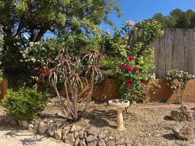 Beautiful garden scene with flowering plants, succulents, and a bird bath in Guadassuar Valencia reg.