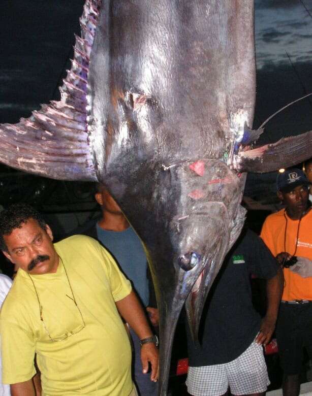 Large fish caught in Bahia's coastal waters.