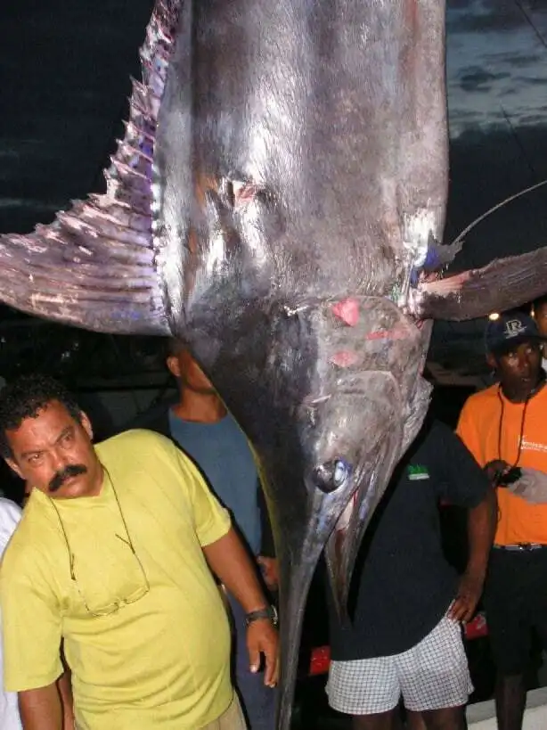 Large fish caught in Bahia's coastal waters.