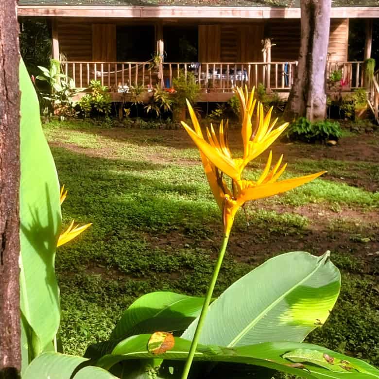 Tropical garden featuring bright yellow flowers and large green leaves in Vainilla, Costa Rica.