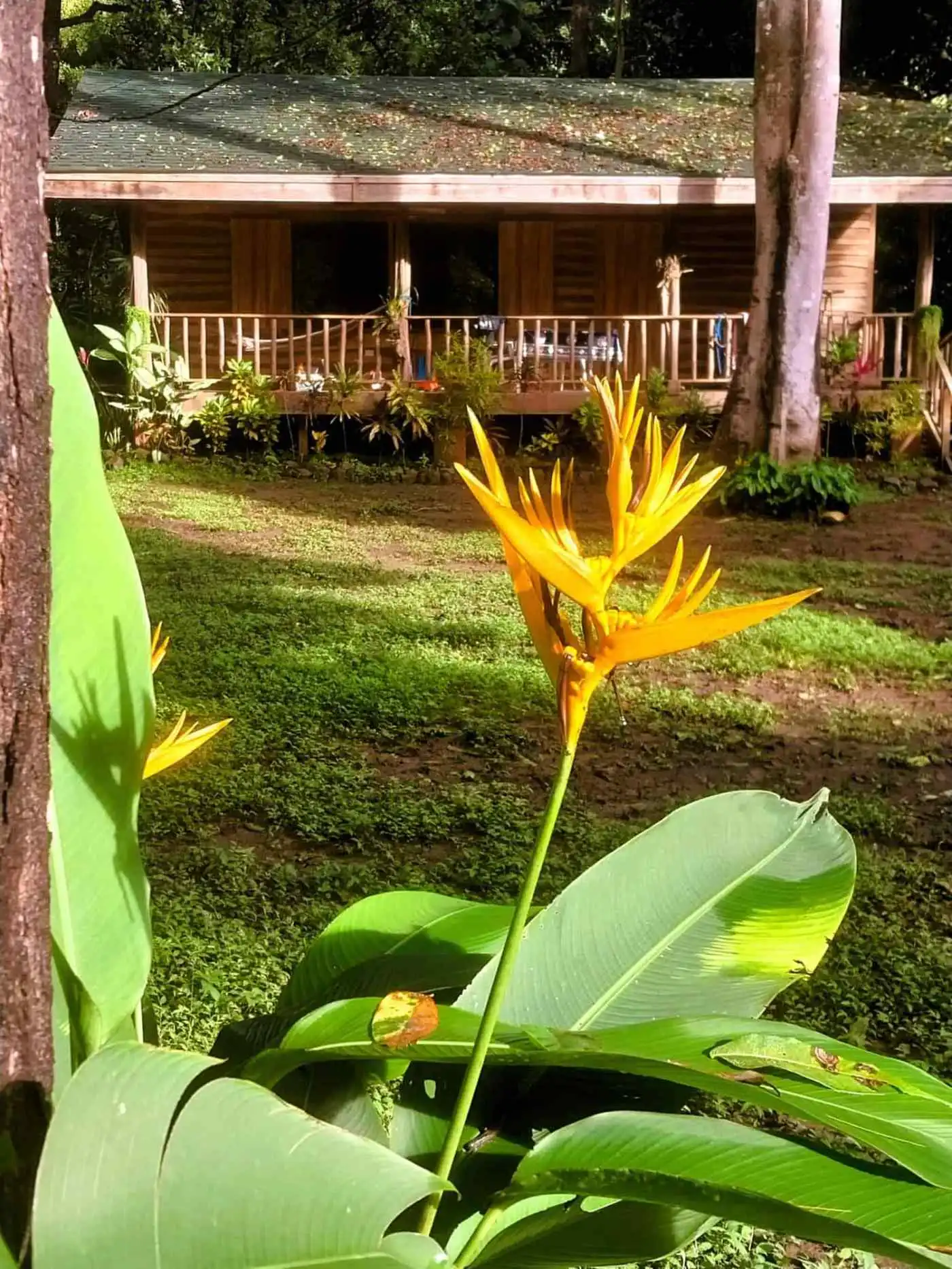 Tropical garden featuring bright yellow flowers and large green leaves in Vainilla, Costa Rica.