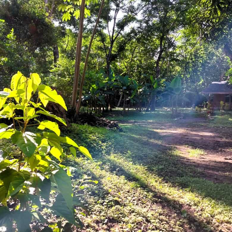 Beautiful tropical garden with lush greenery and sunlight in Vainilla, Costa Rica.