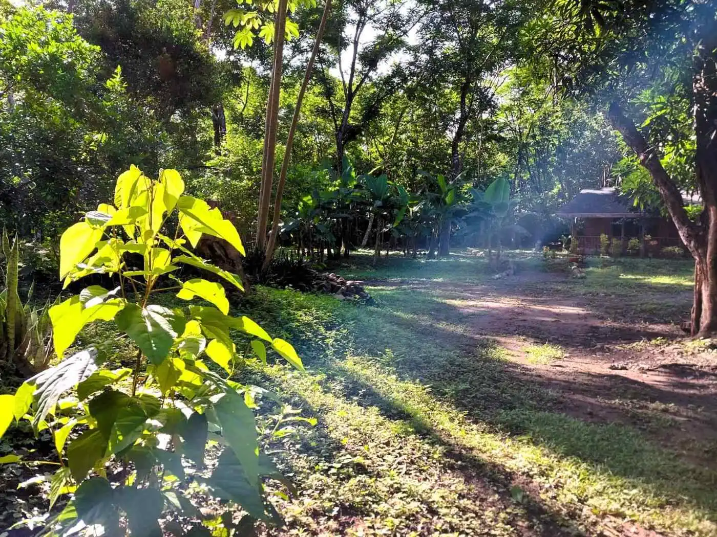 Beautiful tropical garden with lush greenery and sunlight in Vainilla, Costa Rica.