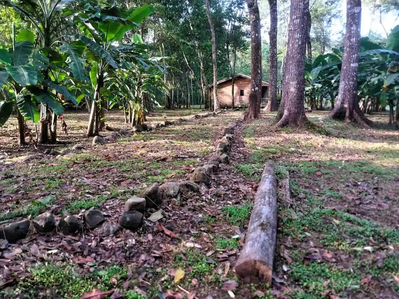 Beautiful rural land with two new homes surrounded by lush greenery in Vainilla, Costa Rica.
