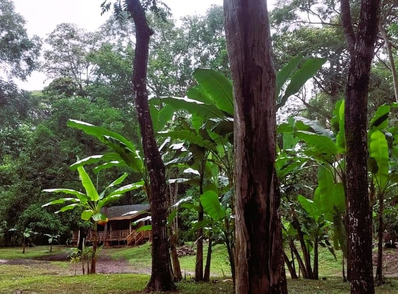 Beautiful lush green garden with banana trees and tall trees in a tropical setting.