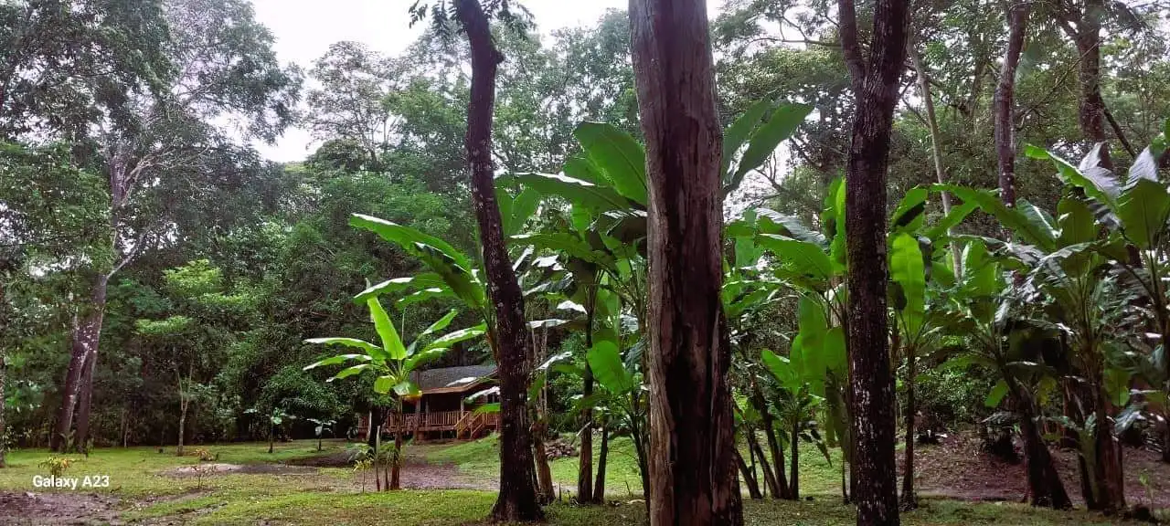 Beautiful lush green garden with banana trees and tall trees in a tropical setting.