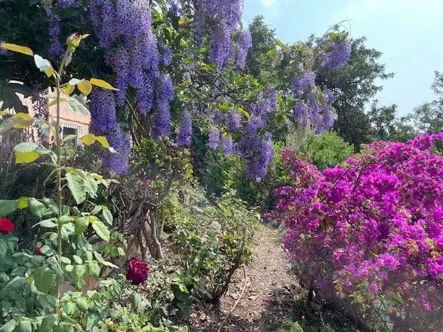 Beautiful garden with vibrant purple and pink flowering plants in Estepona, Spain.