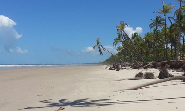 Beach with palm trees and clear skies in Canavieiras, Bahia, Brazil.