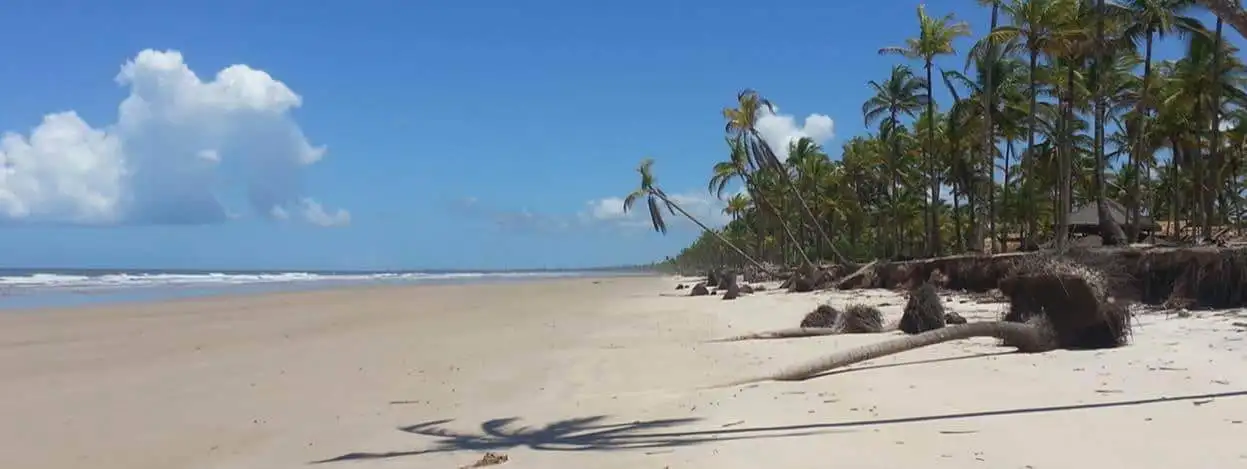 Beach with palm trees and clear skies in Canavieiras, Bahia, Brazil.