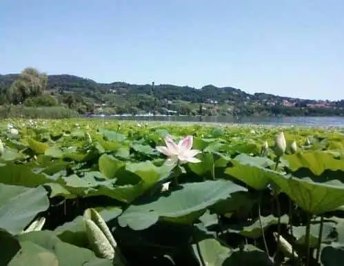 Hotel on Lake Viverone with scenic views and lush surroundings in Piverone, Torino, Italy.