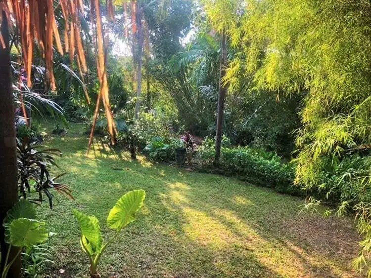 Beautiful land plot in Bali with lush greenery and tropical foliage. Perfect for building a private.