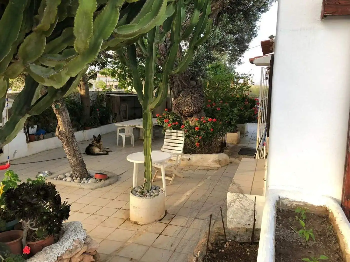 Beautiful outdoor area of villa estate featuring two houses in Playa Den Bossa, Ibiza, with lush gre.