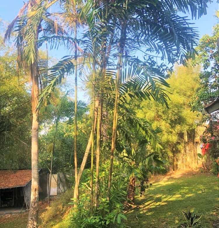 Beautiful land with lush palm trees in Bali for sale.