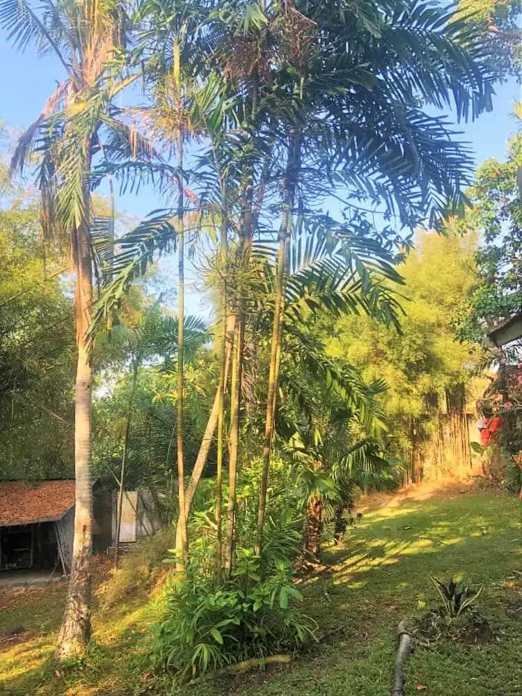 Beautiful land with lush palm trees in Bali for sale.