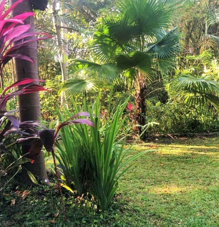 Beautiful tropical land plot with lush greenery in Bali. Perfect for building a private villa or inv.