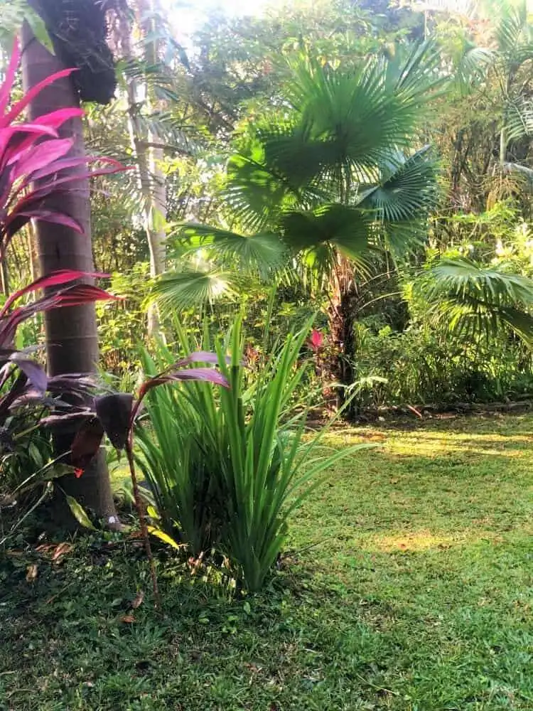 Beautiful tropical land plot with lush greenery in Bali. Perfect for building a private villa or inv.