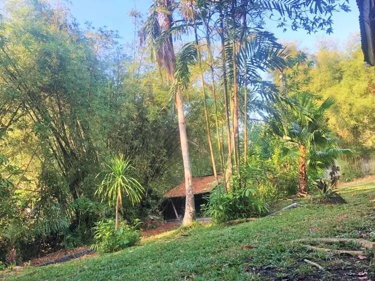 Beautiful Bali land plot with lush greenery and tropical trees, ideal for development or investment.