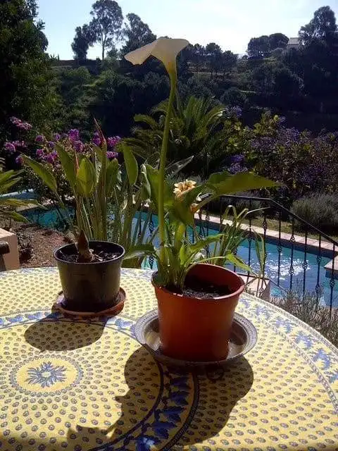 Beautiful calla lilies in pots on a sunny outdoor table.