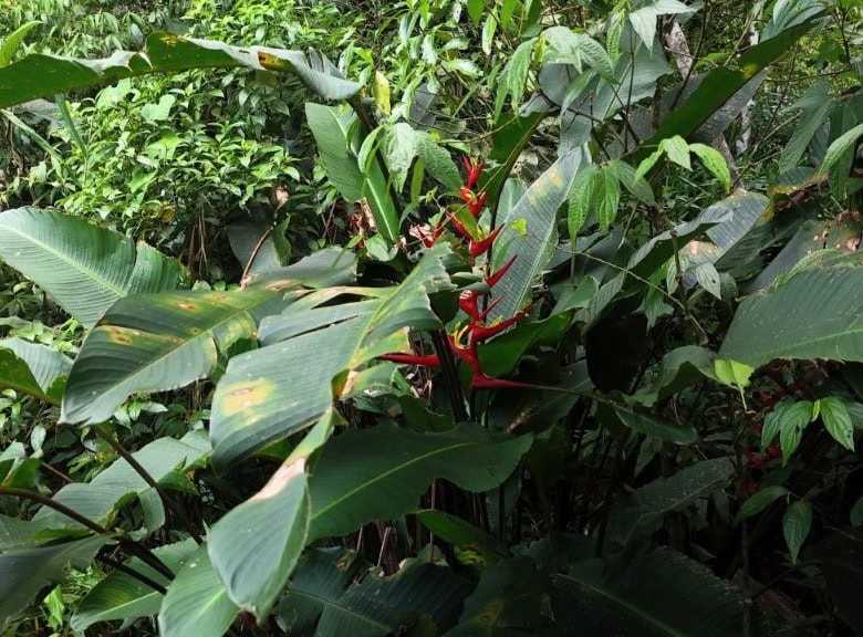 Beautiful land plot for sale in Pedra Branca do Araraquara, Paraná, Brazil, ideal for development or.