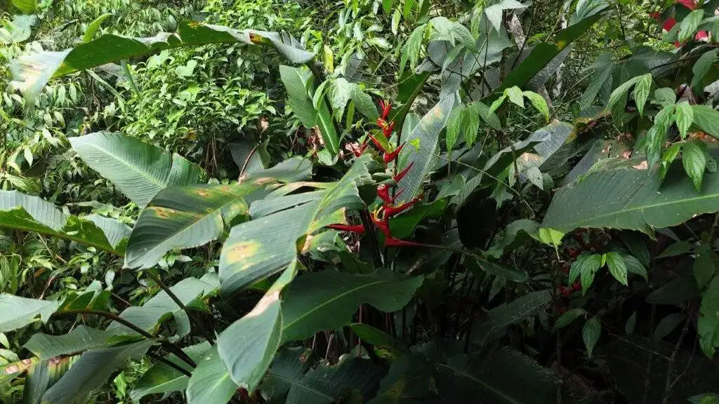 Beautiful land plot for sale in Pedra Branca do Araraquara, Paraná, Brazil, ideal for development or.