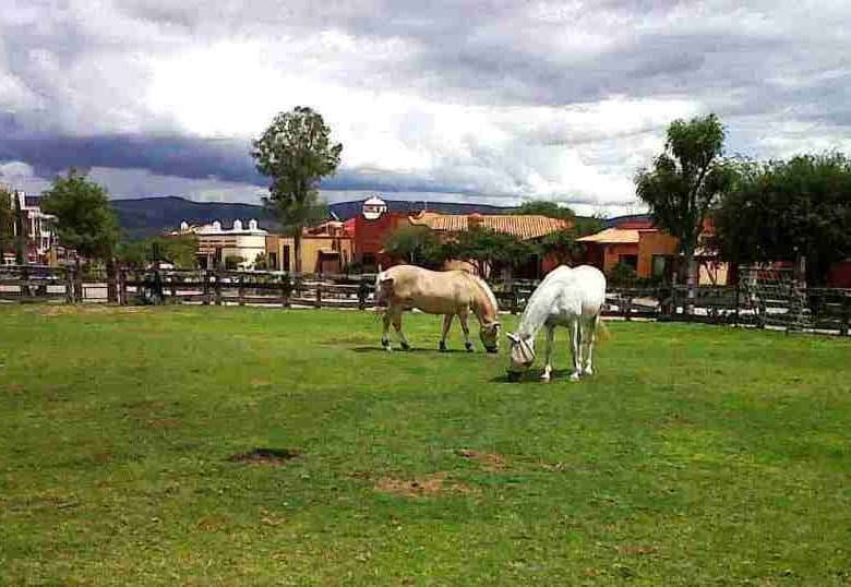 Two horses grazing on lush green lawn in Rancho Los Labradores estate, San Miguel de Allende.