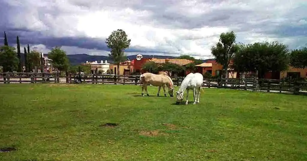 Two horses grazing on lush green lawn in Rancho Los Labradores estate, San Miguel de Allende.