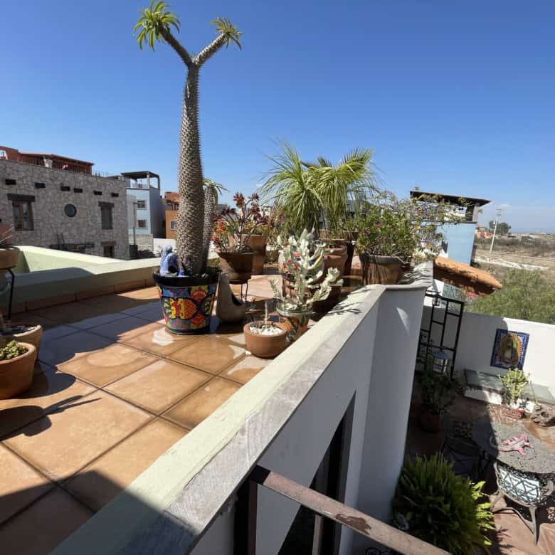 Rooftop terrace with lush potted plants, palm trees, and cityscape in the background.