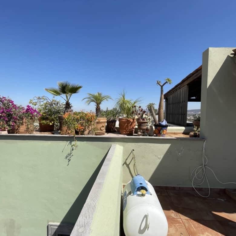 Rooftop garden featuring lush potted plants and palm trees under a clear blue sky.