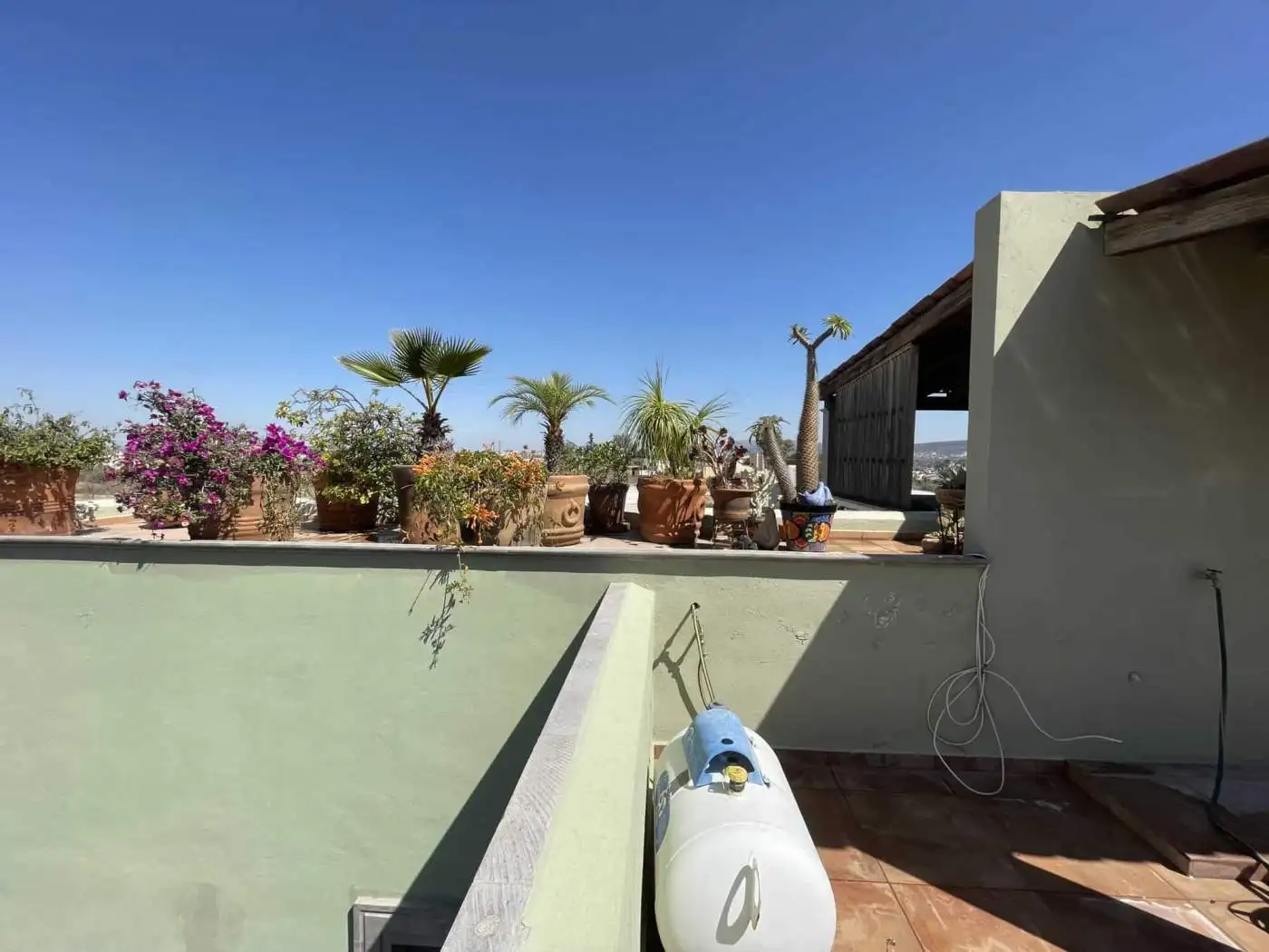 Rooftop garden featuring lush potted plants and palm trees under a clear blue sky.