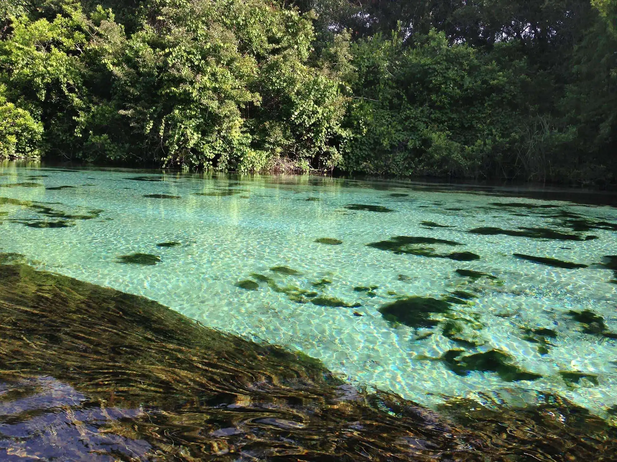 Waterfront property on Weeki Wachee River with Gulf access and lush greenery surroundings.