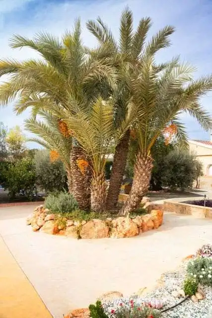 Beautiful palm trees and lush greenery in a Mediterranean villa garden.