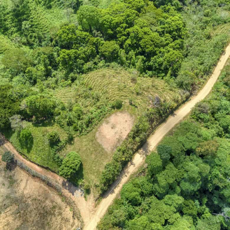 Prime forest land with lush greenery and mature trees, ideal for development or conservation project.