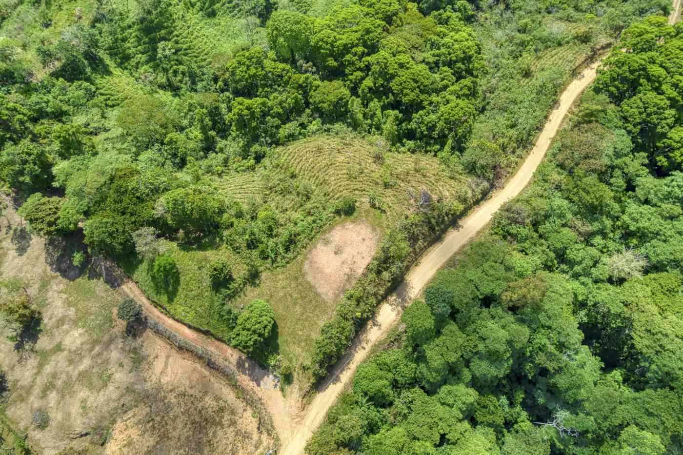 Prime forest land with lush greenery and mature trees, ideal for development or conservation project.