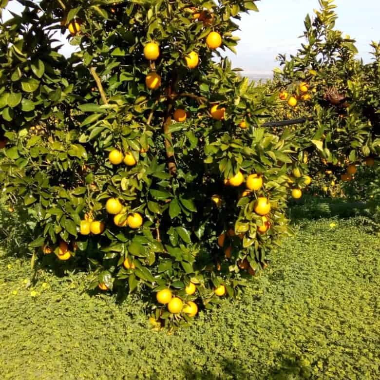Lush lemon tree with ripe yellow lemons in an orchard setting.