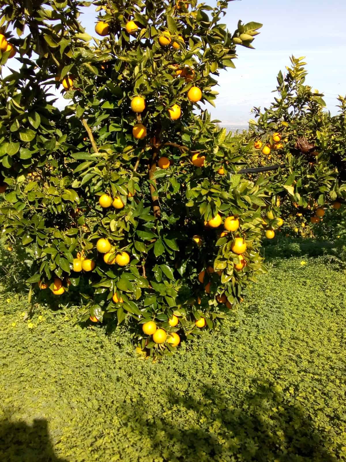Lush lemon tree with ripe yellow lemons in an orchard setting.
