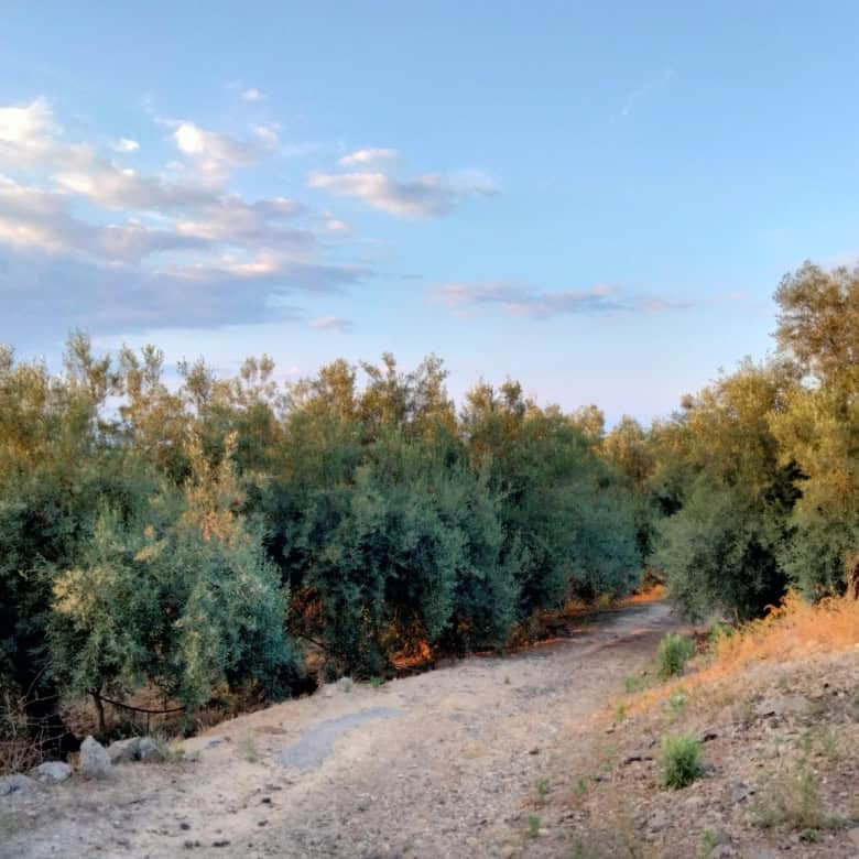 Rural dirt road with green trees and blue sky, ideal for nature lovers and outdoor activities.