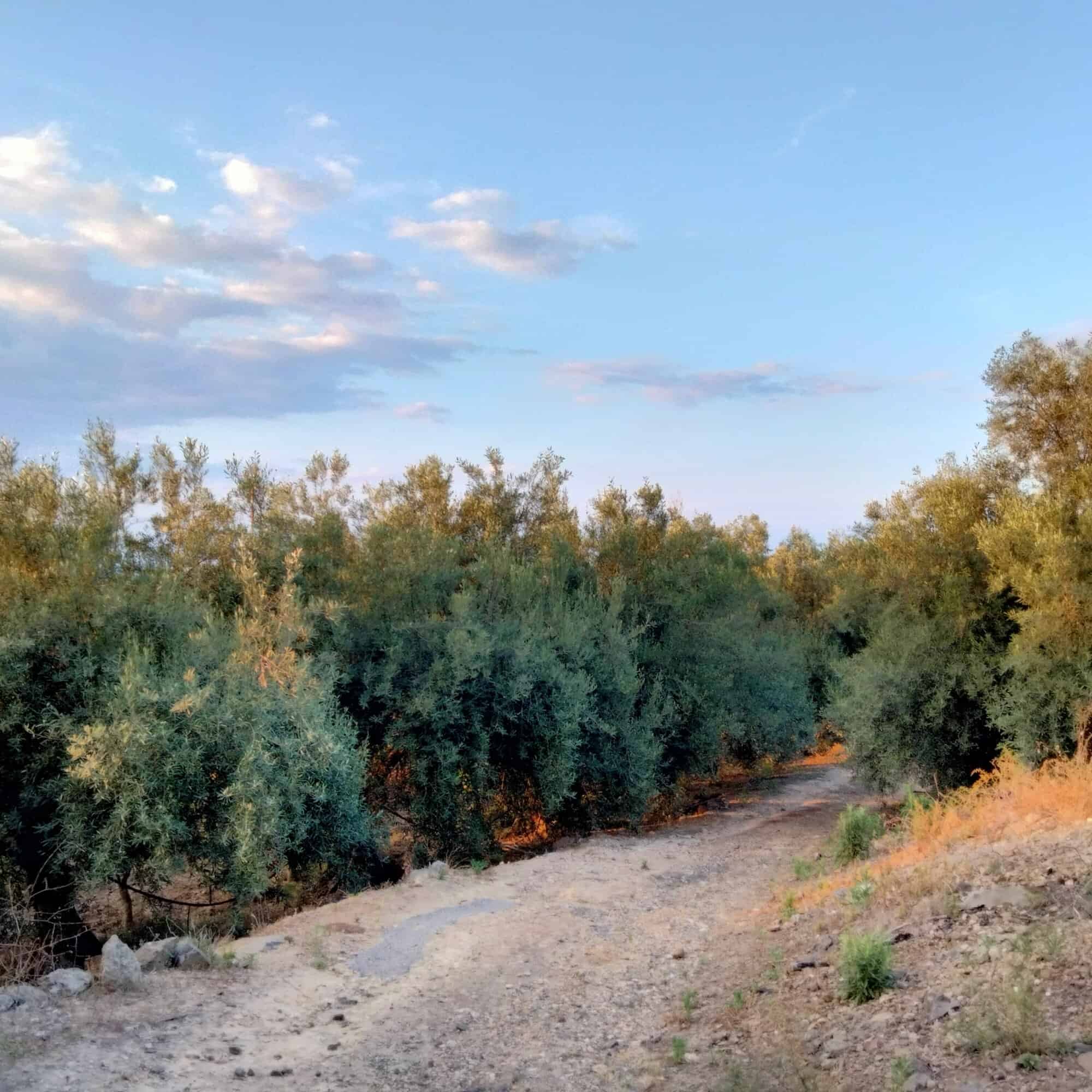 Rural dirt road with green trees and blue sky, ideal for nature lovers and outdoor activities.