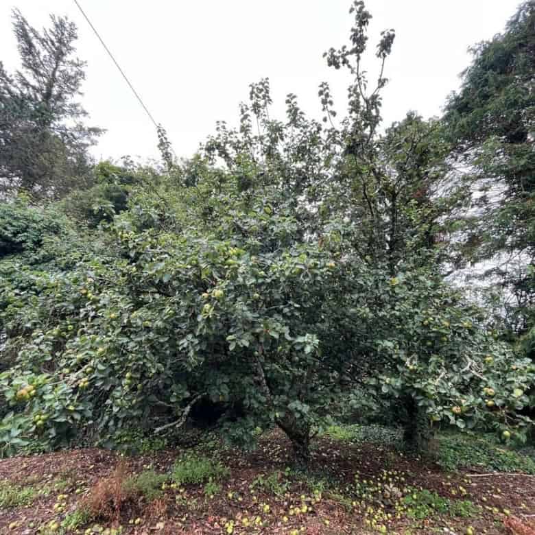Irish cottage surrounded by lush greenery in Farranmacfarrell, Ballina, County Sligo, Ireland.