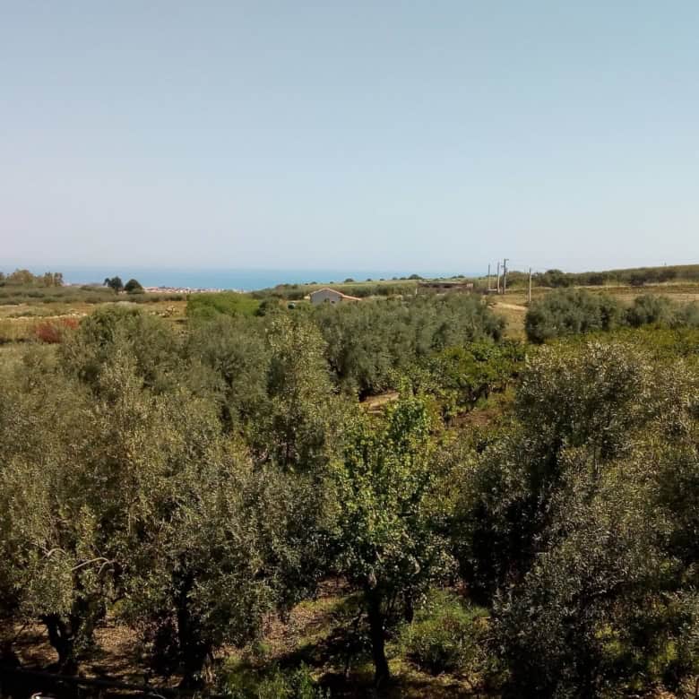 Sunny rural landscape with lush trees and a distant view of the sea in the background.