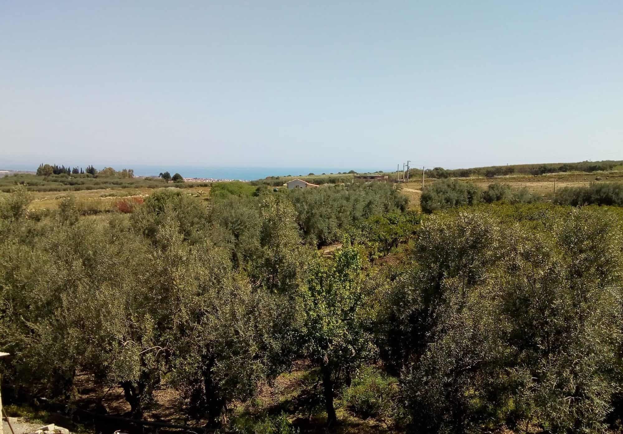 Sunny rural landscape with lush trees and a distant view of the sea in the background.