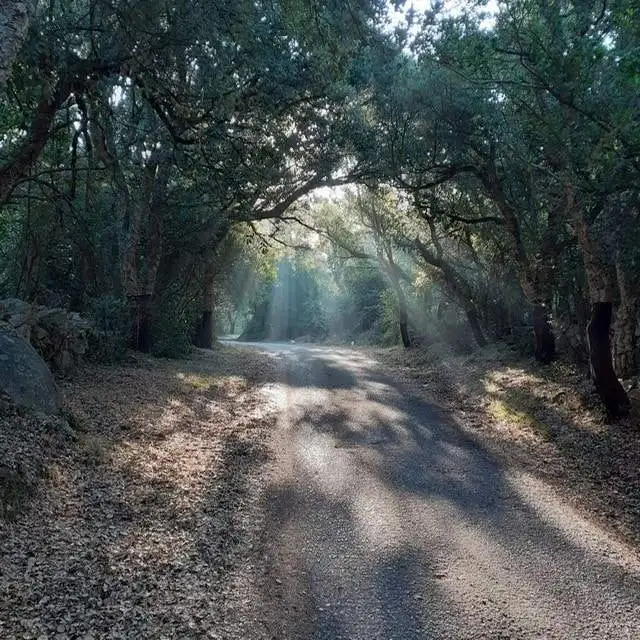 Sunlit forest road in Sardinia, ideal for peaceful living and scenic views.